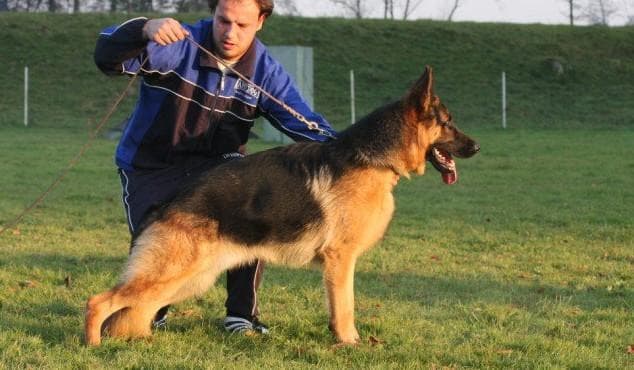 ŠPORTNO KINOLOŠKO DRUŠTVO GORNJA RADGONA cover